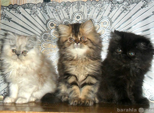 Продам: Персидские котята с док-ми, 2,5 мес.
