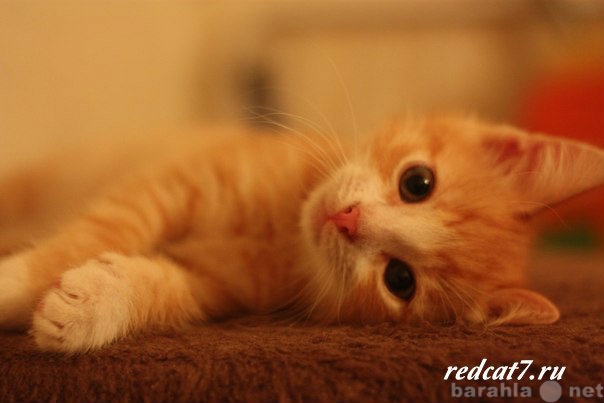 Отдам даром: игривого рыжего котенка