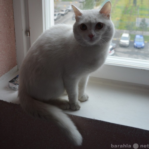 Отдам даром: белый и очень красивый кот ишет дом