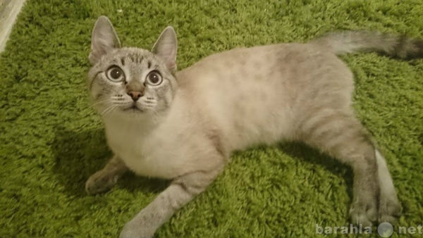 Отдам даром: Тайский котенок-подросток Ксюша