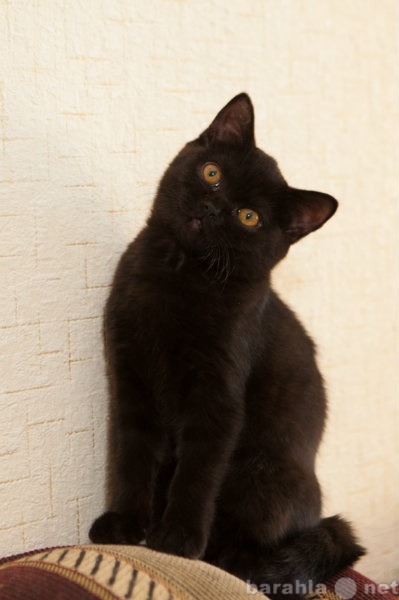 Продам: британские котята редкого окраса