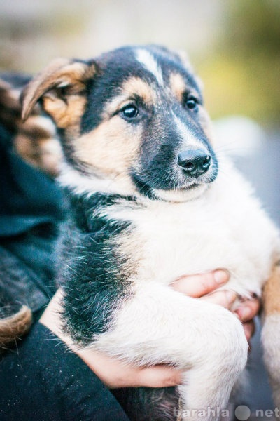 Отдам даром: Бесплатно щенки метис немецкой овчарки