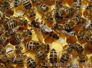 Продам: Пчелиные матки карника F1