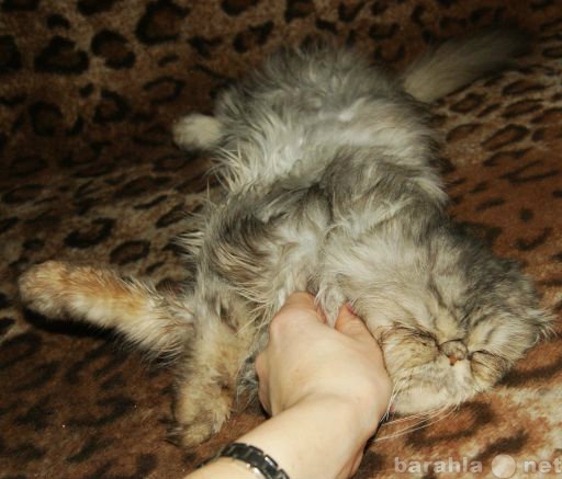 Отдам даром: Персидская кошка в дар срочно-усыпление