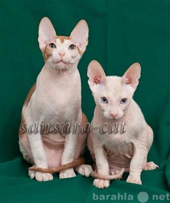Продам: Котята – коты Донские сфинксы Hermes и А