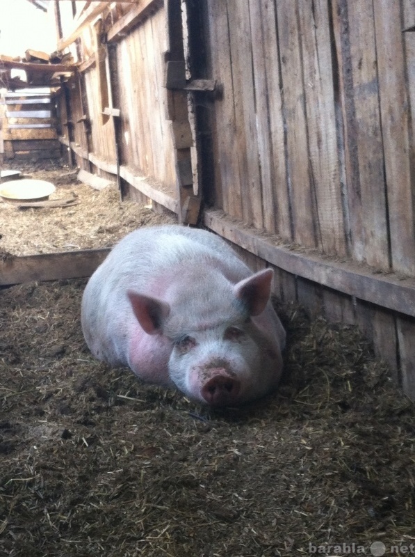 Продам: Свиноматки покрытые, безсальная порода