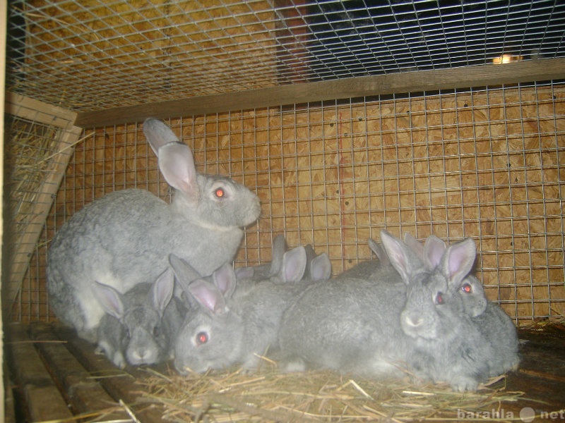 Продам: Кролики мясных пород