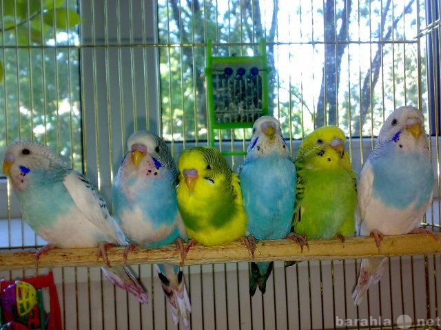 Продам: волнистые попугайчики