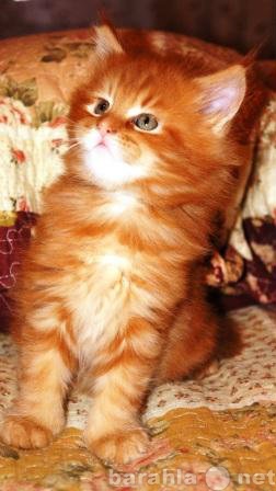 Продам: Котята Мейн Кун, красный мрамор из п-ка.