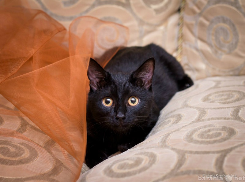 Продам: Черный-черный кот