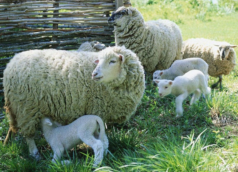 Продам: Бараны овцы