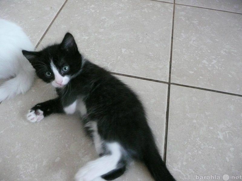 Отдам даром: Черно-белый котенок