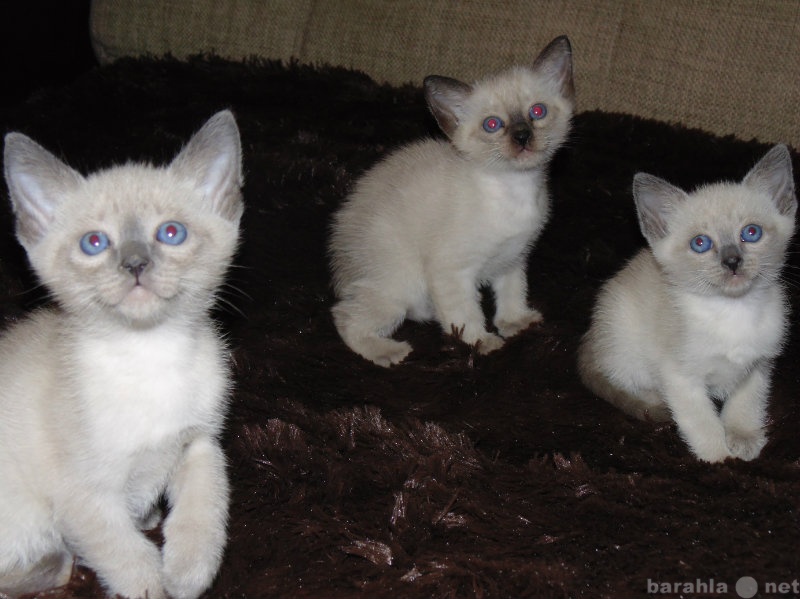 Продам: Чудо сиамские котята в заботливую семью