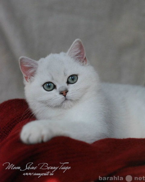 Продам: Британские котята драгоценных окрасов
