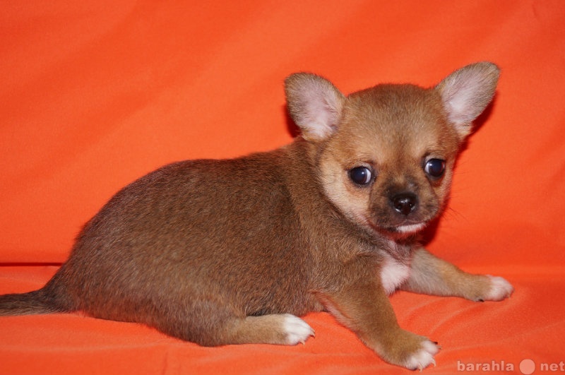 Продам: щенок  чихуахуа  в Балаково