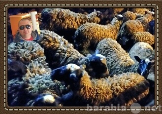 Продам: Овцы Бараны Ягнята Романовской породы