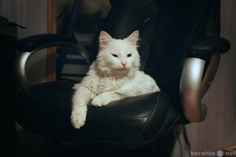 Отдам даром: Большой красивый белый кот