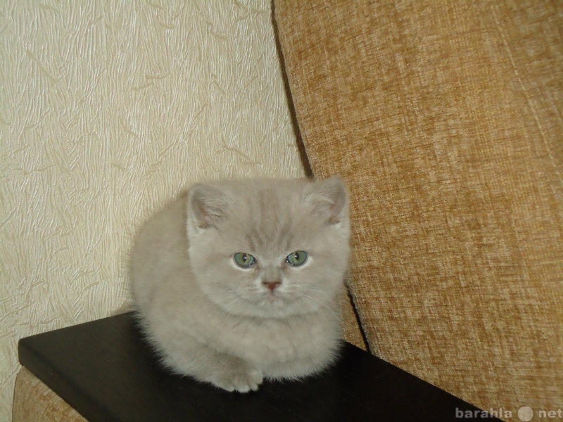 Продам: плюшевые котята