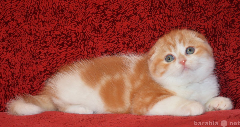 Продам: яркие шотландские котята