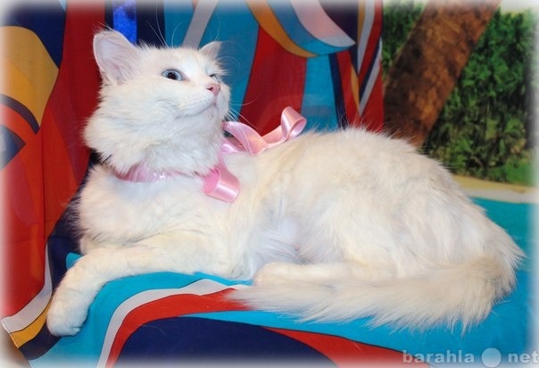Отдам даром: Жемчужина белоснежная голубоглазая кошка