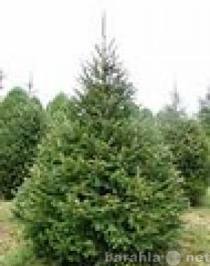 Продам: Продажа новогодних елок и сосен
