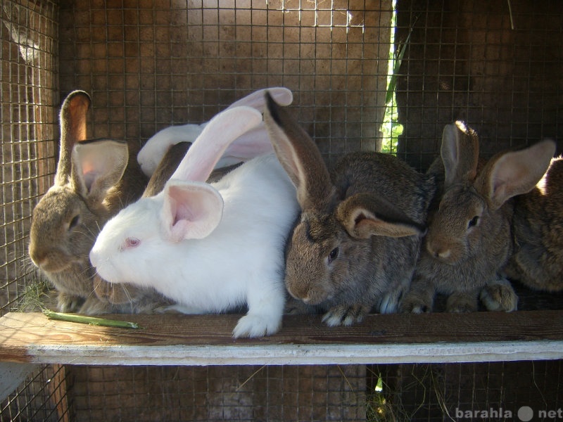 Продам: кролики Фландр