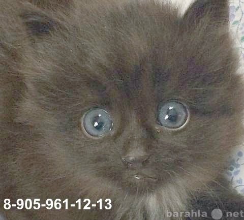 Отдам даром: Чёрный котёнок с синими глазами