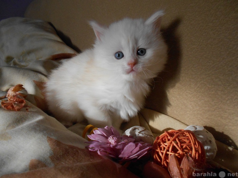 Продам: Котята персидская камея с вуалью