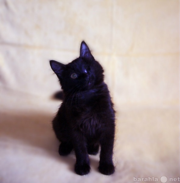 Отдам даром: Котёнок-мальчик 2 месяца чёрненький