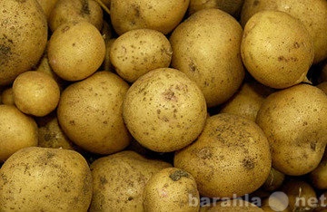 Продам: Картошка
