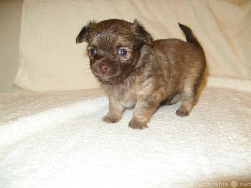 Продам: щенок чихуахуа