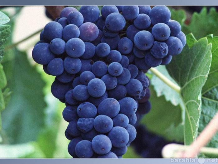 Куплю: виноград крупным оптом