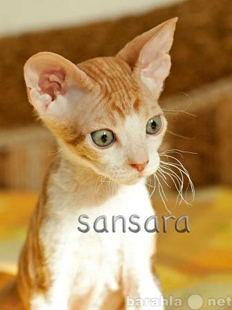 Продам: Продажа котят породы Донской сфинкс в Мо