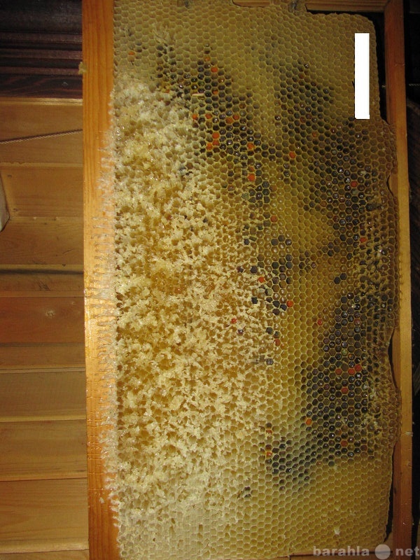 Продам: Экологически чистый мед