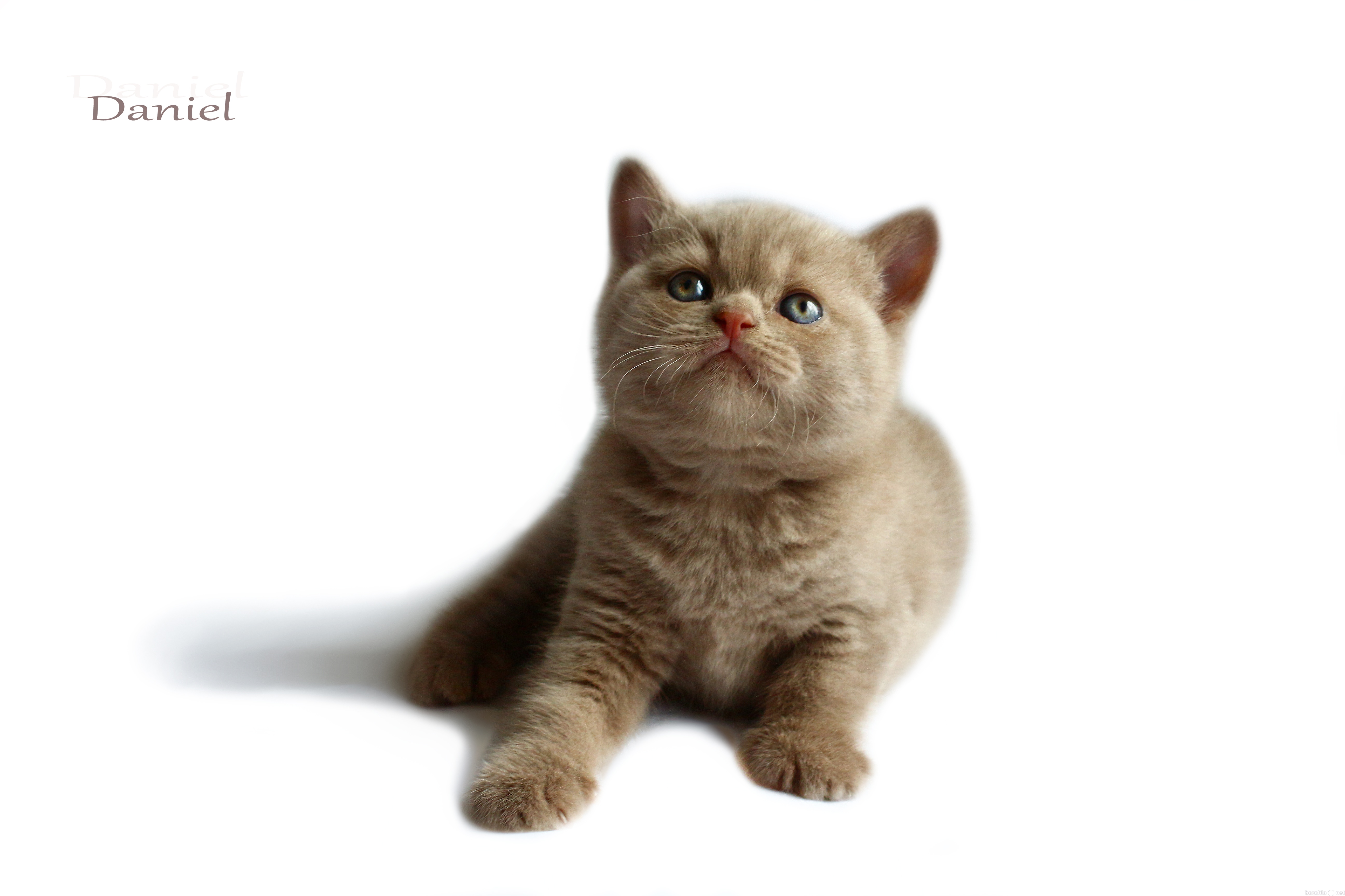 Продам: британские котята эксклюзивного окраса