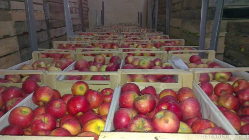Продам: Яблоки Краснодарские оптом по низким цен