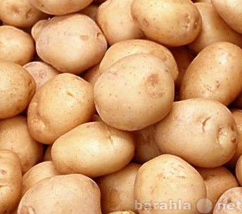 Продам: Продам голландский сорт картофеля оптом