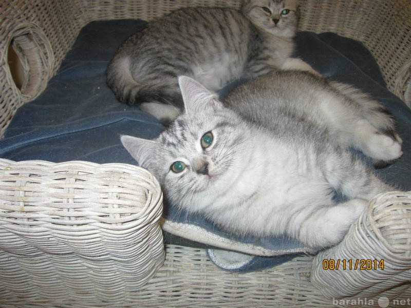 Продам: Британские клубные котята окраса Вискас