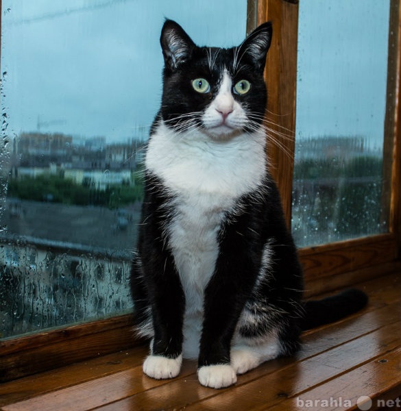 Продам: Заботливый кот Октант ждет своего хозяин