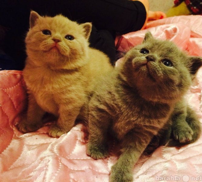 Продам: клубных шотландских  котят с ДОКУМЕНТАМИ