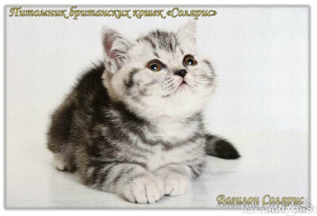 Продам: Британский котенок окраса "Вискас&a