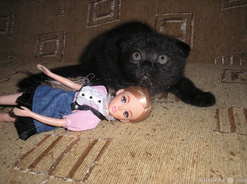 Продам: Веслоухие котята черного окраса девочка