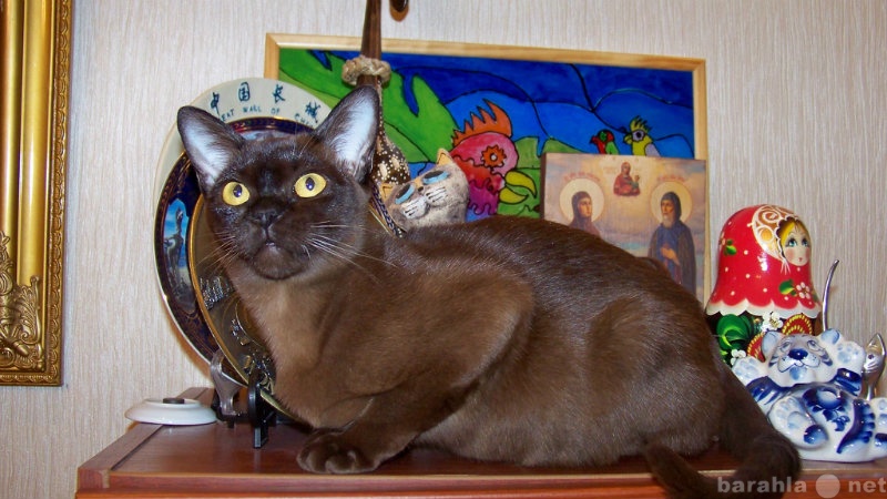 Продам: Бурманские котята