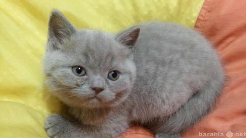 Продам: Британского лилового котенка
