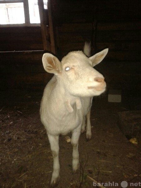 Продам: продам козу зааненской молочной породы