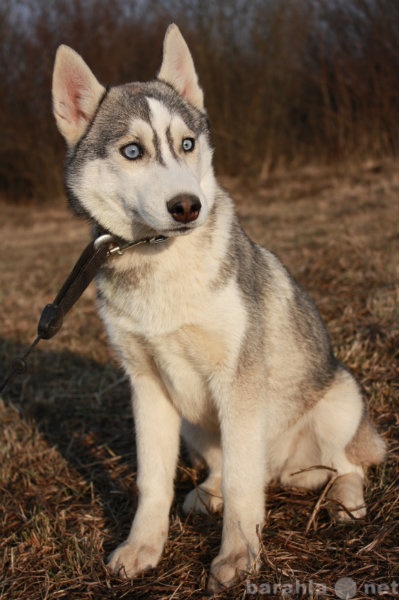 Продам: Сибирские хаски щенки