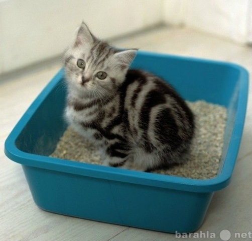 Продам: Наполнитель для кошачьих  туалетов