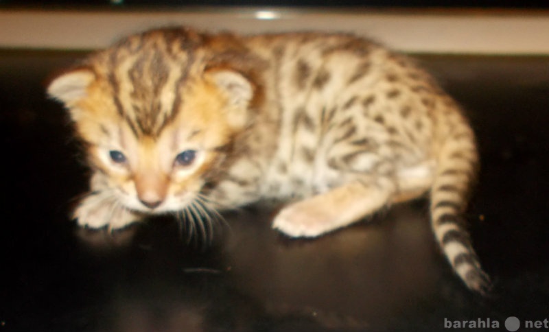 Продам: Бенгальские леопардовые котята