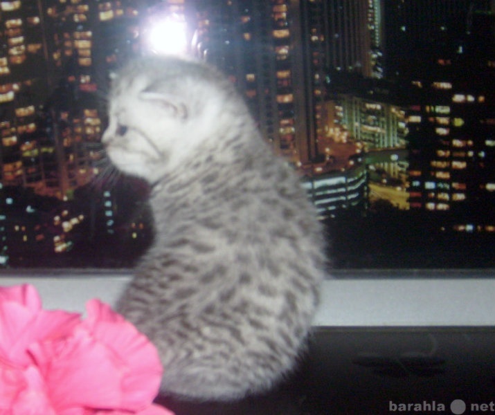 Продам: Серебристо-мраморные шотландские котята