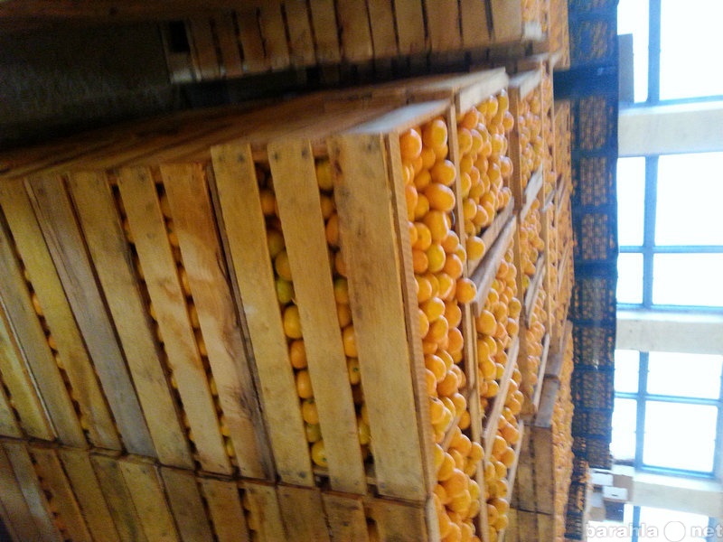 Продам: Абхазские мандарины 30 руб/кг